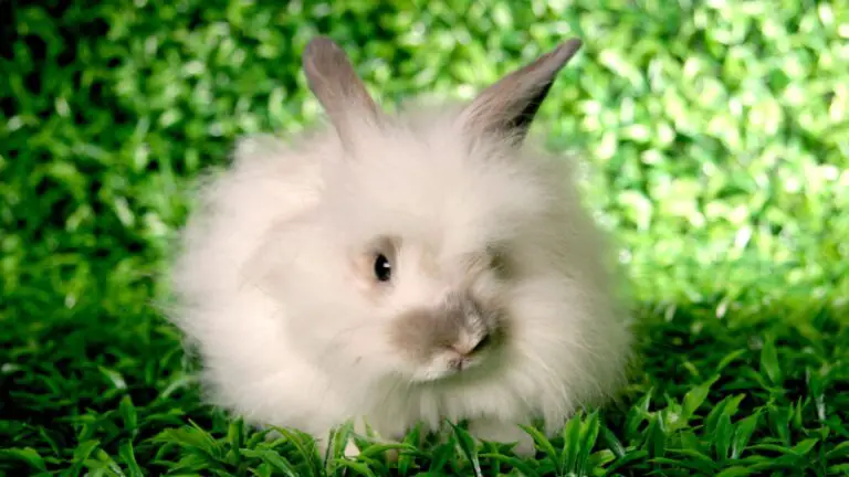 Which Angora Rabbit Is Best for You to Raise? | 5 Angora Rabbit Breeds ...