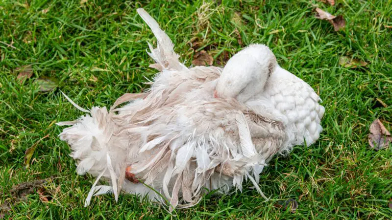 Sebastopol Geese Common Health Issues