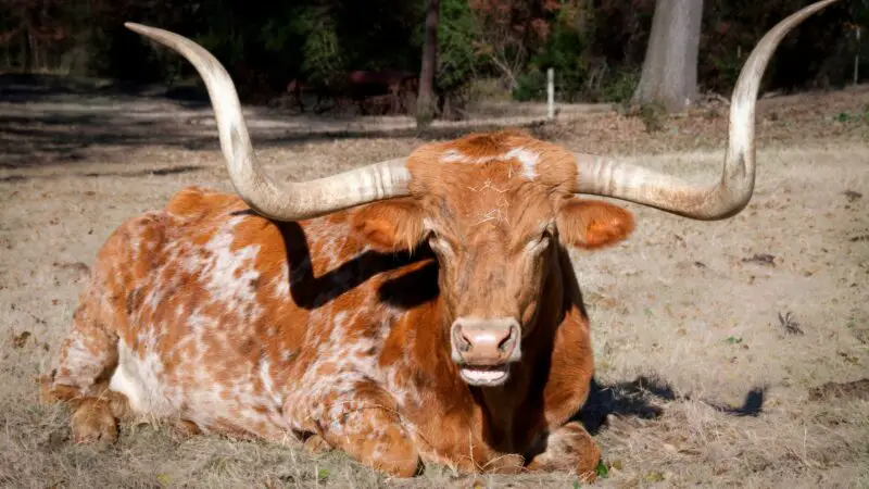 Texas Longhorn