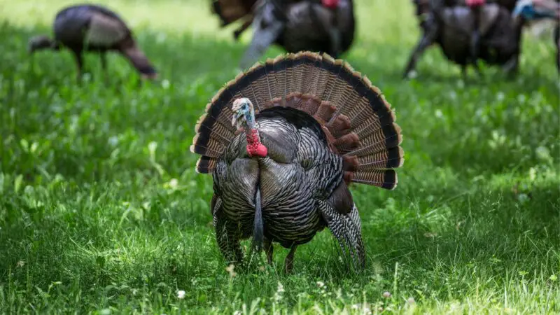 Tips on Giving Turkeys a Name