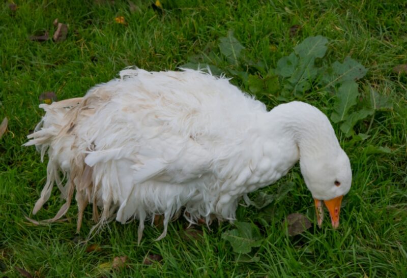 What Are Sebastopol Geese