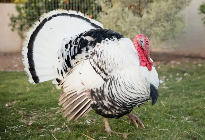 What Is a Heritage Turkey