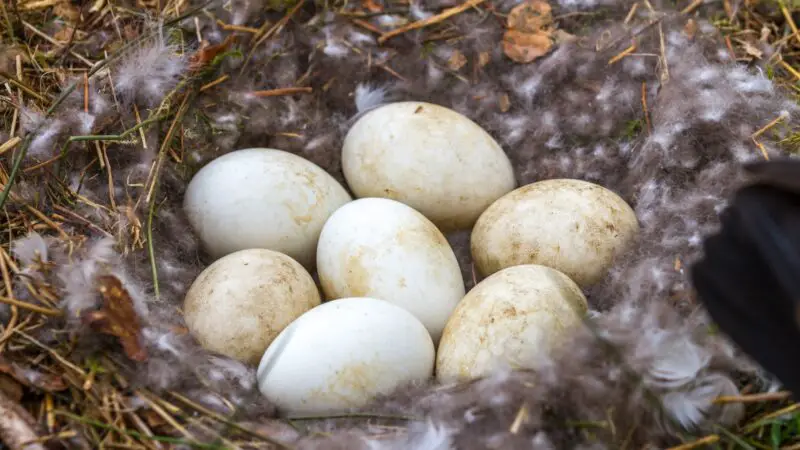 When Do Sebastopol Geese Lay Eggs