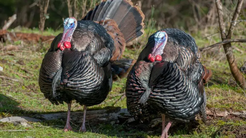 When Do Wild Turkeys Mate