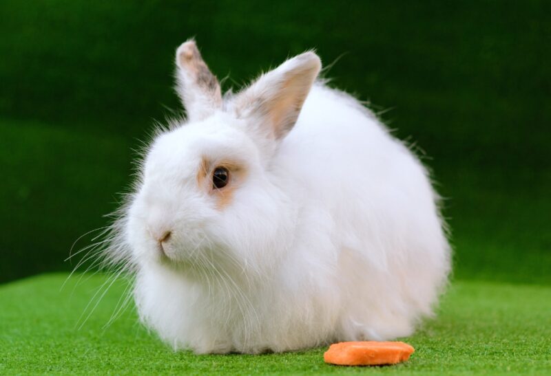 Which Angora Rabbit Is Best for You to Raise