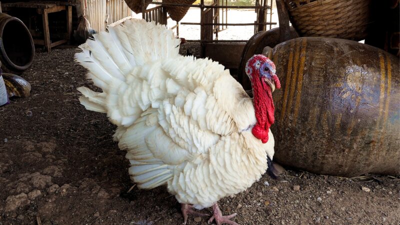 White Holland Turkey