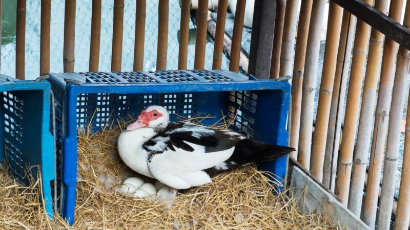 Why Do Ducks Sit on Dead Eggs