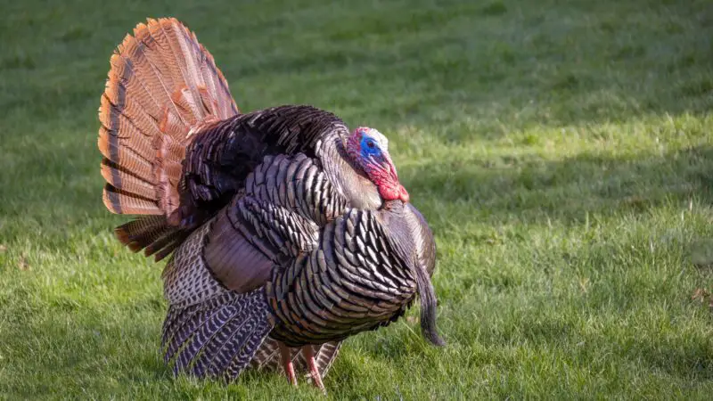 Why Do We Call Turkeys Turkeys