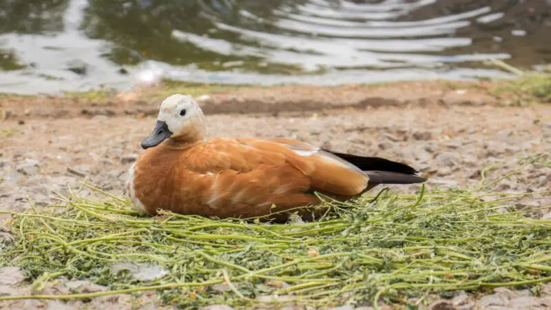 Will a Duck Sit on Dead Eggs