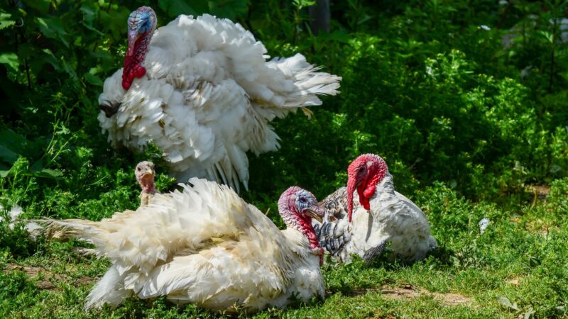 Are Beltsville Small White Turkeys Friendly
