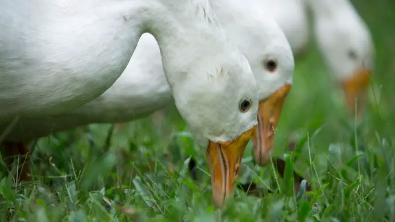Are Duck Bites Dangerous