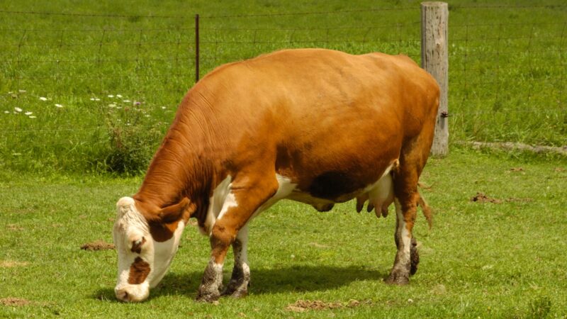 Are Guernsey Cows Good for Beef