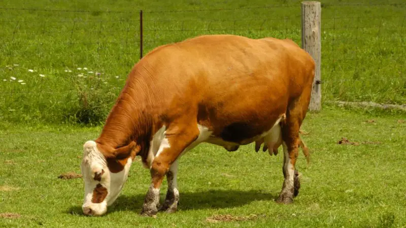 Are Guernsey Cows Good for Beef