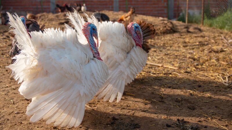 Beltsville Small White Turkey History