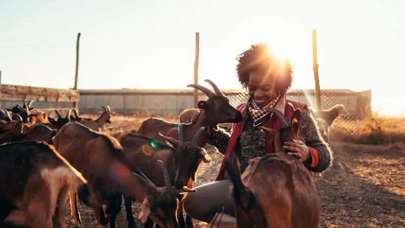 Best Treatment for Barber Pole Worms in Goats