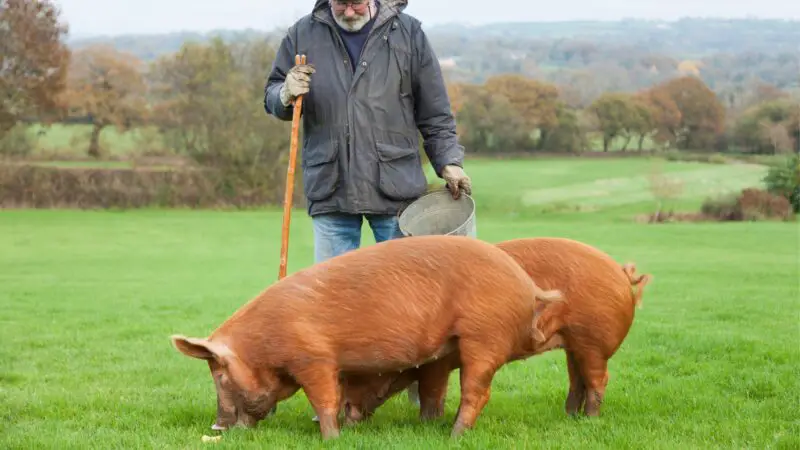 Breeding Heritage Pigs