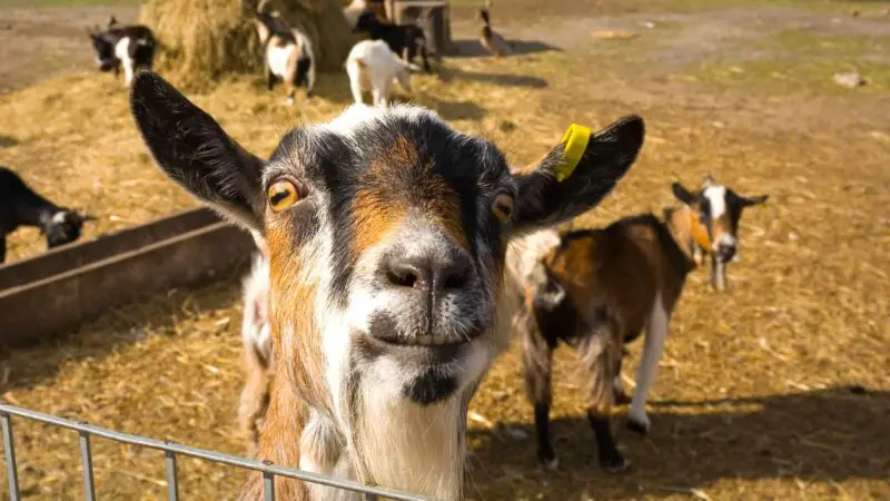 Can Jumping Land Goats in Trouble