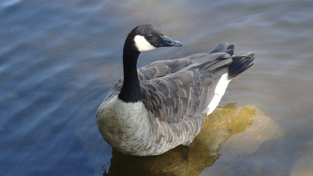 Cotton Patch Geese Care Tips