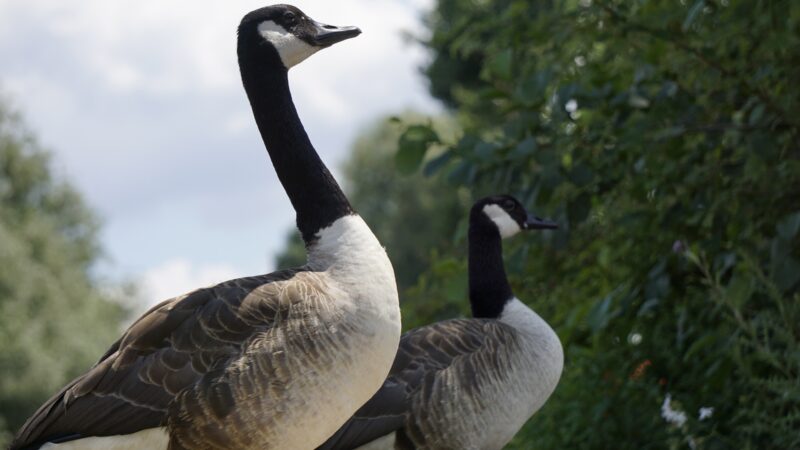 Cotton Patch Goose History