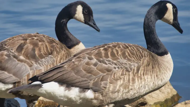 Cotton Patch Goose Identification