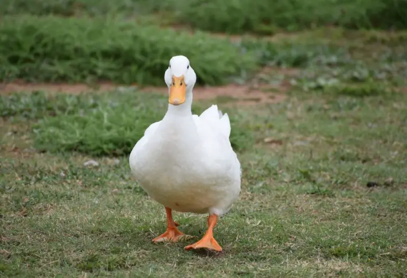 Do Ducks Bite