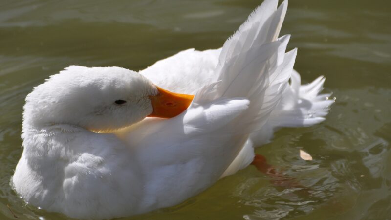 Do Ducks Have Teeth