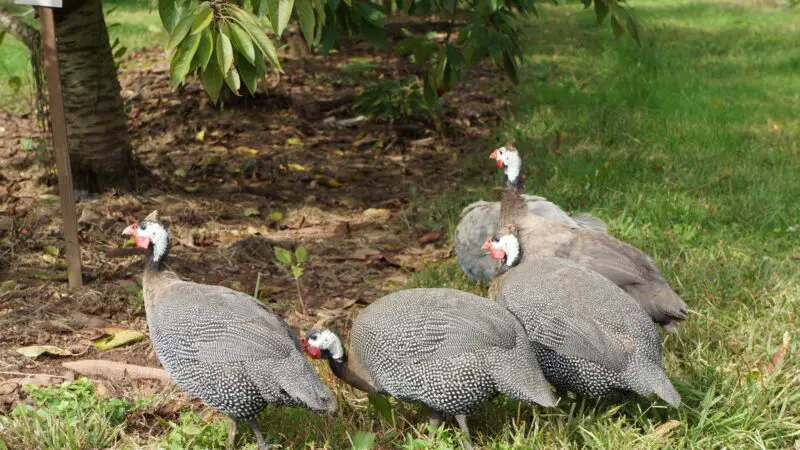 Do Guinea Fowls Bite