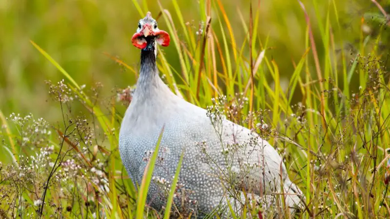 Do Guinea Fowls Chase Snakes