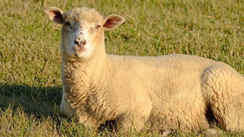 Dorset Sheep.