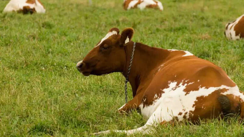 Guernsey Cow History 