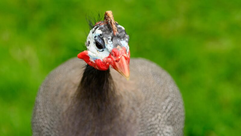 Guinea Fowls Identification