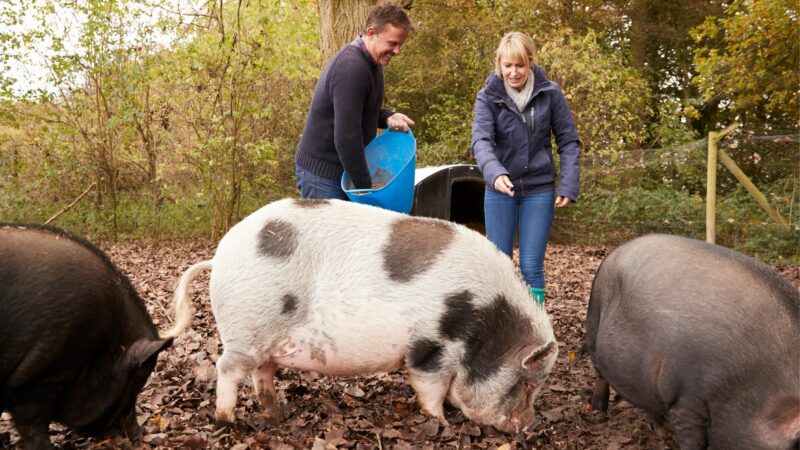 Heritage Pig Care Tips.