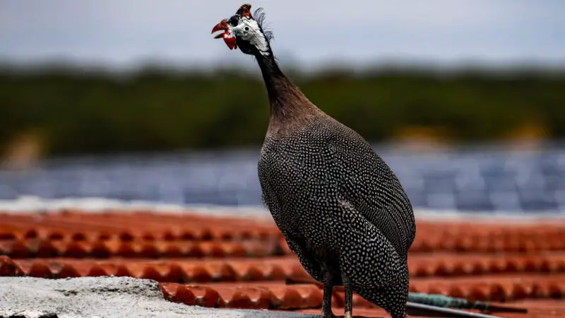 How Long Does a Guinea Fowl Live