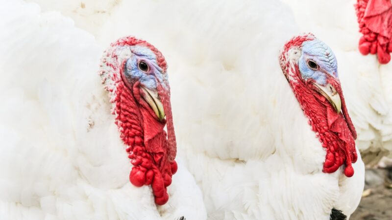 How to Tell Male From Female Beltsville Small White Turkeys
