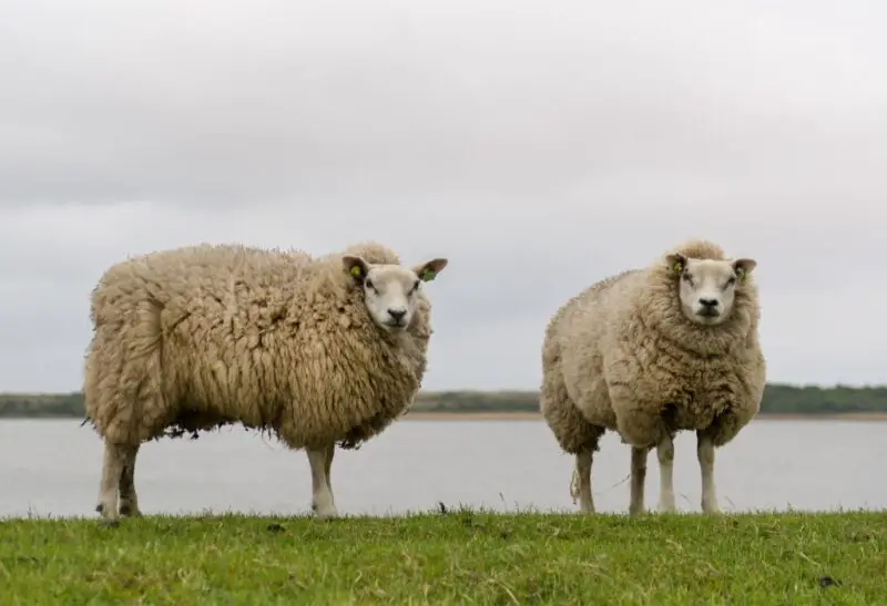 Sheep Breeds for Meat