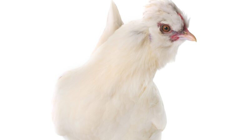 Sultan Chicken Identification