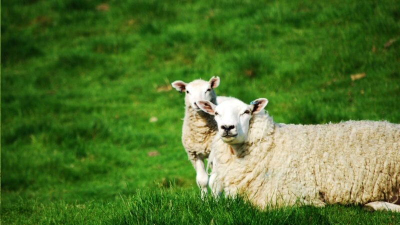 Tips for Taking Care of St. Croix Sheep