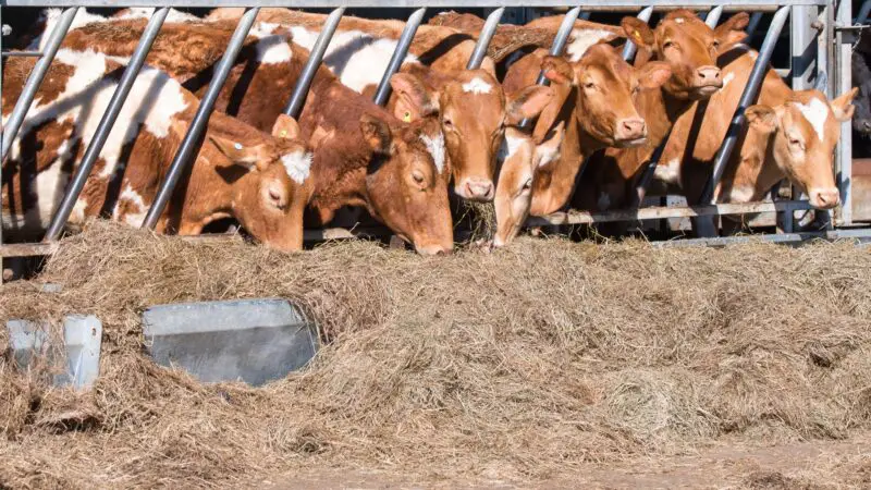 Tips in Taking Care of Guernsey Cow