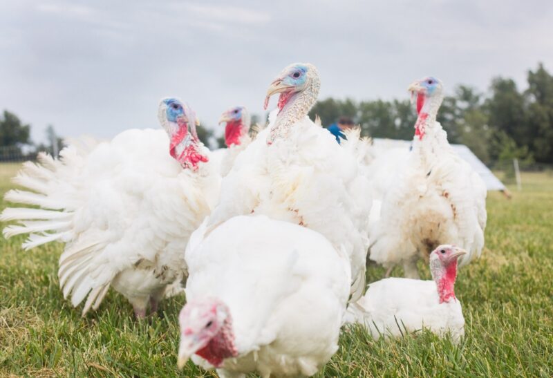 What Are Beltsville Small White Turkeys