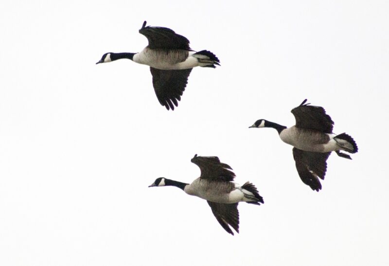 What Are Cotton Patch Geese