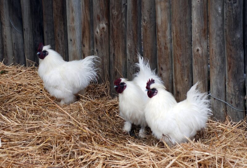 What Are Sultan Chickens