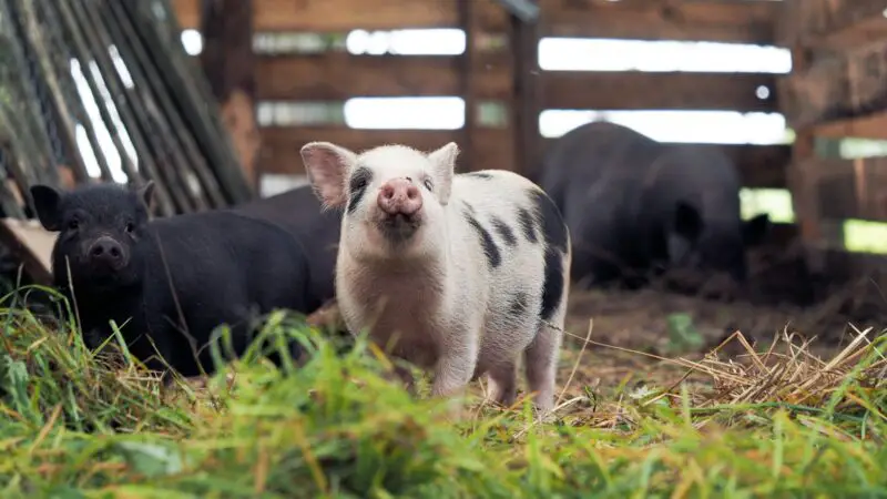 What Are the Distinct Characteristics of a Heritage Pig