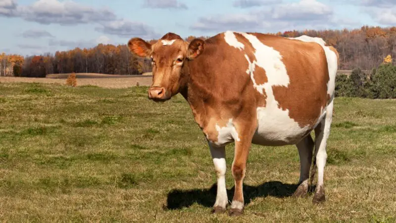 What Is a Guernsey Cow