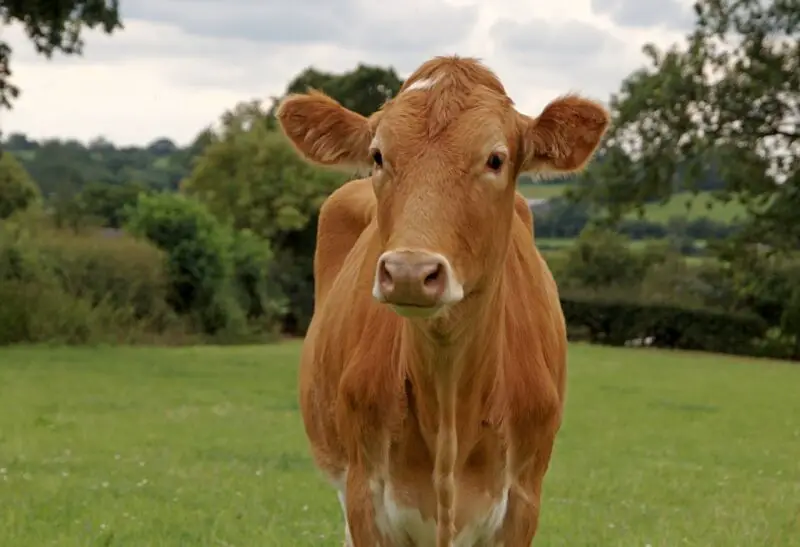 What Is the Guernsey Cow Known For