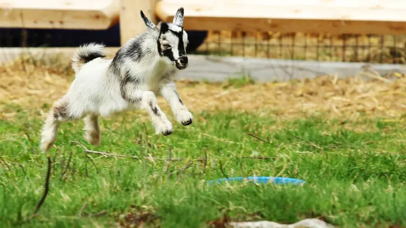 Why Do Baby Goats Jump