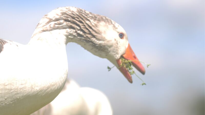 Why Do Ducks Bite