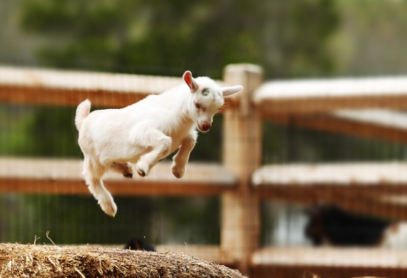 Why Do Goats Jump