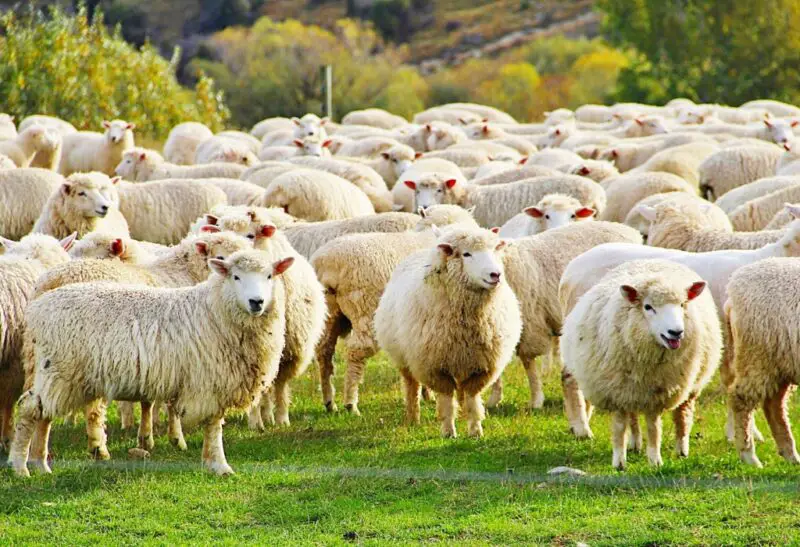 10 Best Sheep Breeds for Wool