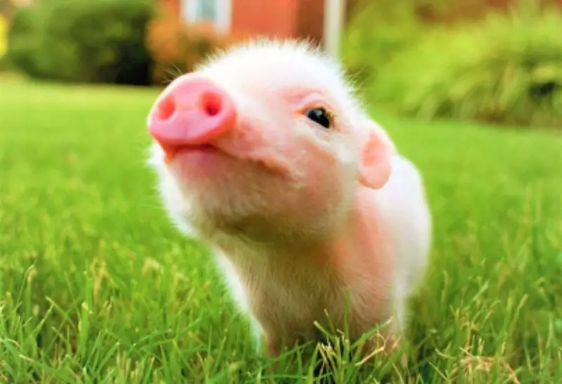 14 Adorable Facts About Pigs