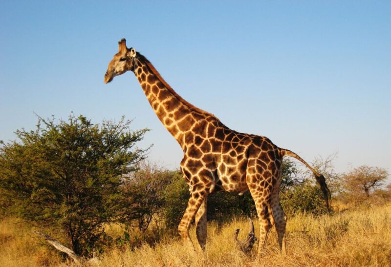 Adorable Giraffe Names Featured